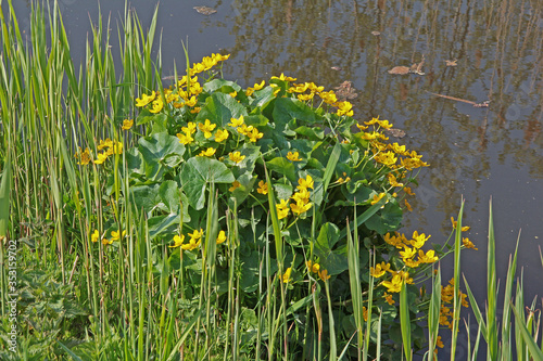 Sumpfdotterblumen photo