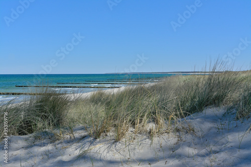 Sea Grass Baltic Sea at Darß Zingst Fischland