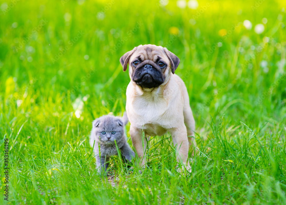 A kitten of a Scottish breed of blue color sits next to a pug puppy A kitten of a Scottish breed of blue color sits next to a pug puppy