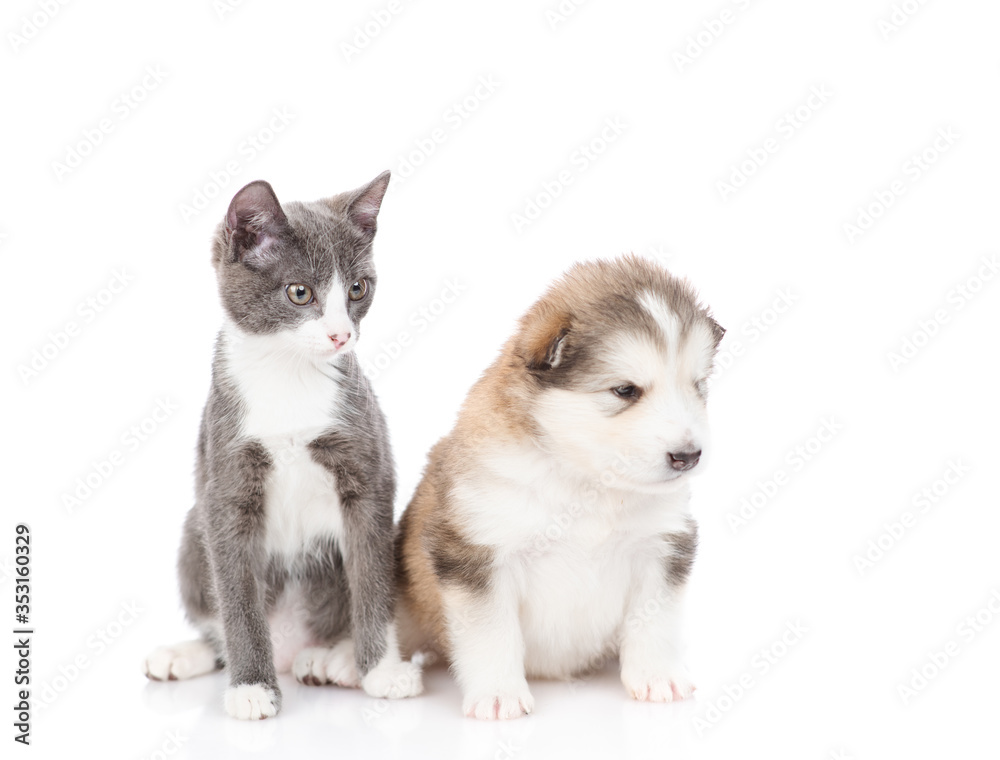 Kitten and puppy are sitting nearby. Isolated on a white background Kitten and puppy are sitting nearby. Isolated on a white background