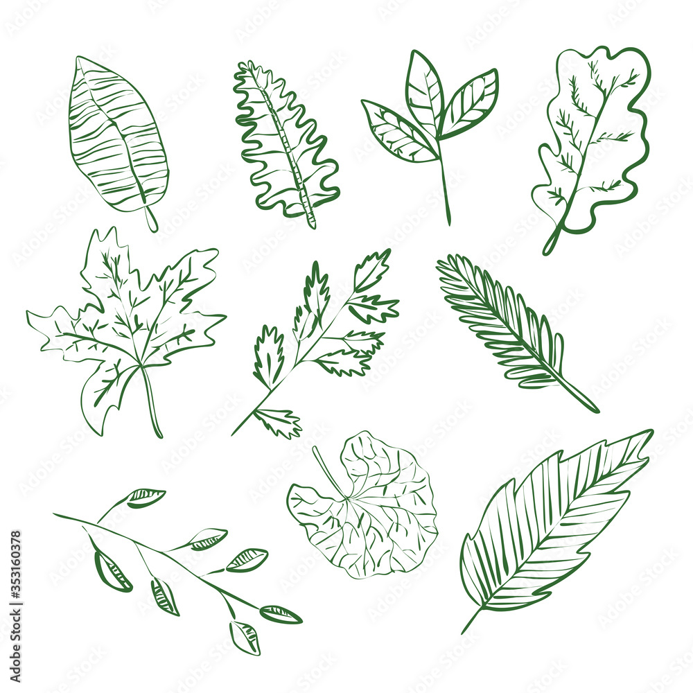 Plants green leaves linear contour set of ten