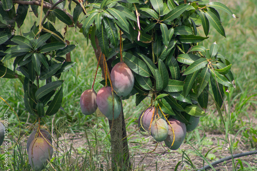 Mango crop, variety Tommy Atkins near Tulua Valle del Cauca Colombia photo