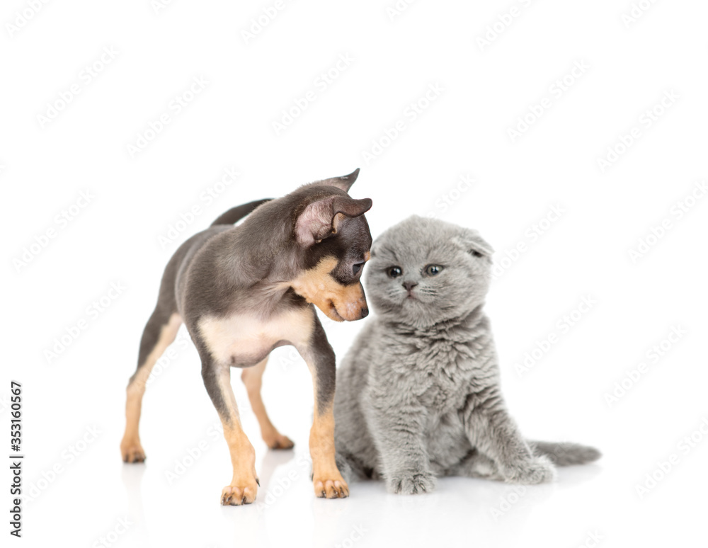 A black-haired toy terrier puppy looks at a small fluffy kitten. Isolated on a white background A black-haired toy terrier puppy looks at a small fluffy kitten. Isolated on a white background