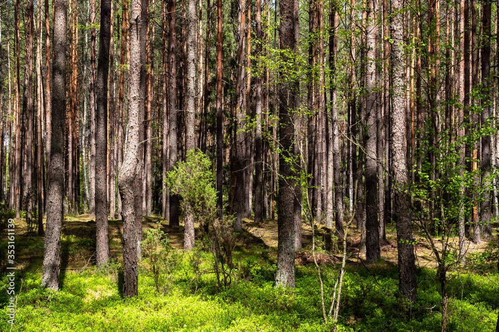 Naklejka premium Wiosna na Podlasiu. Puszcza Knyszyńska, Podlasie, Polska