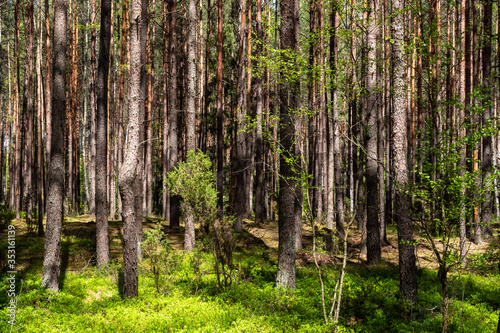 Fototapeta Naklejka Na Ścianę i Meble -  Wiosna na Podlasiu. Puszcza Knyszyńska, Podlasie, Polska