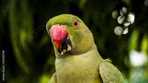 Indian rose ringed parakeet also known as Indian Parrot. Parrot eating red chillies photo