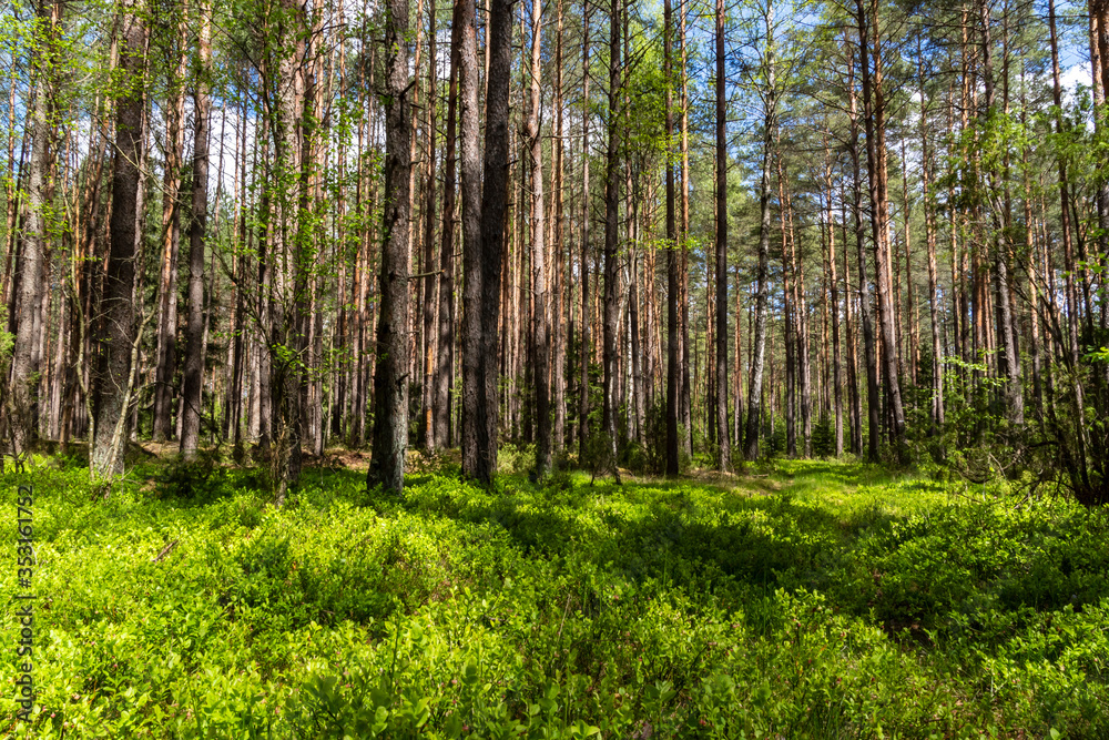 Wiosna na Podlasiu. Puszcza Knyszyńska, Podlasie, Polska Wiosna na Podlasiu. Puszcza Knyszyńska, Podlasie, Polska
