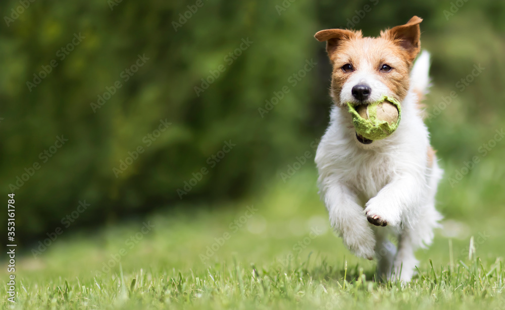 Playful happy pet dog running in the grass and bringing back a tennis ball. Web banner with copy space. Playful happy pet dog running in the grass and bringing back a tennis ball. Web banner with copy space.