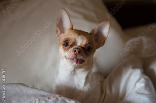 Chihuahua dog in the bedroom on the bed. The dog stuck out his tongue. The age of the dog is one year. 