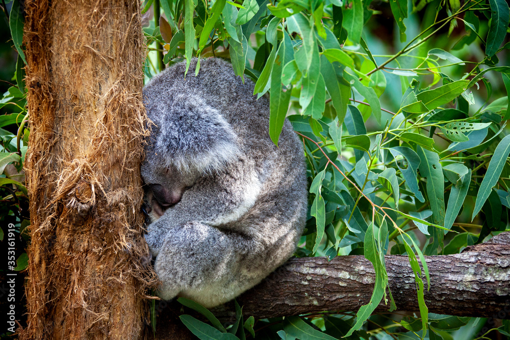 Fototapeta premium A Koala sleeps on a tree branch in Australia.