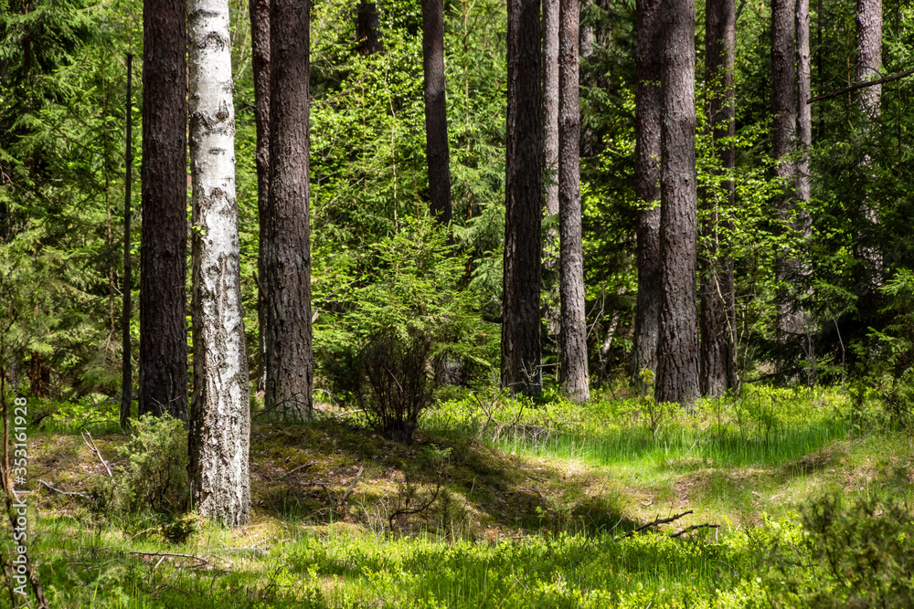 Fototapeta premium Wiosna na Podlasiu. Puszcza Knyszyńska, Podlasie, Polska