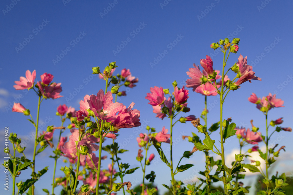Purple, pink, red, cosmos flowers in the garden with blue sky and clouds background in vintage style soft focus.
