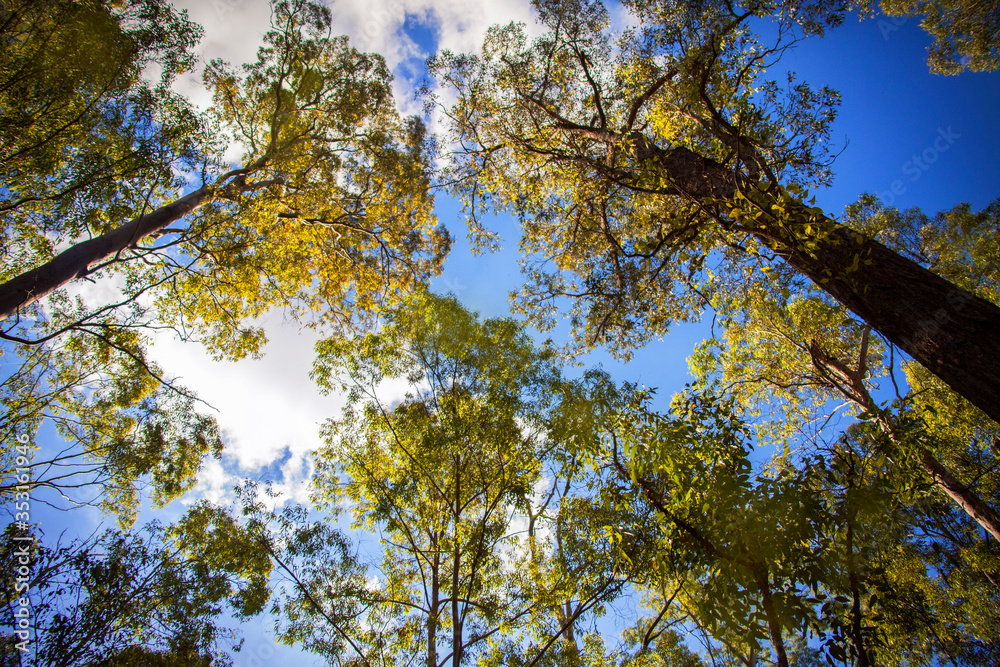 Fototapeta premium Looking up at the sky through trees in Australia.