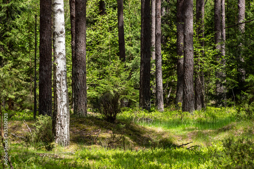 Fototapeta Naklejka Na Ścianę i Meble -  Wiosna na Podlasiu. Puszcza Knyszyńska, Podlasie, Polska