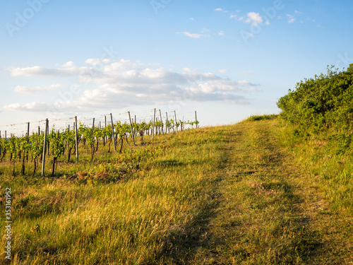 Vineyard in Burgenland with dirt road