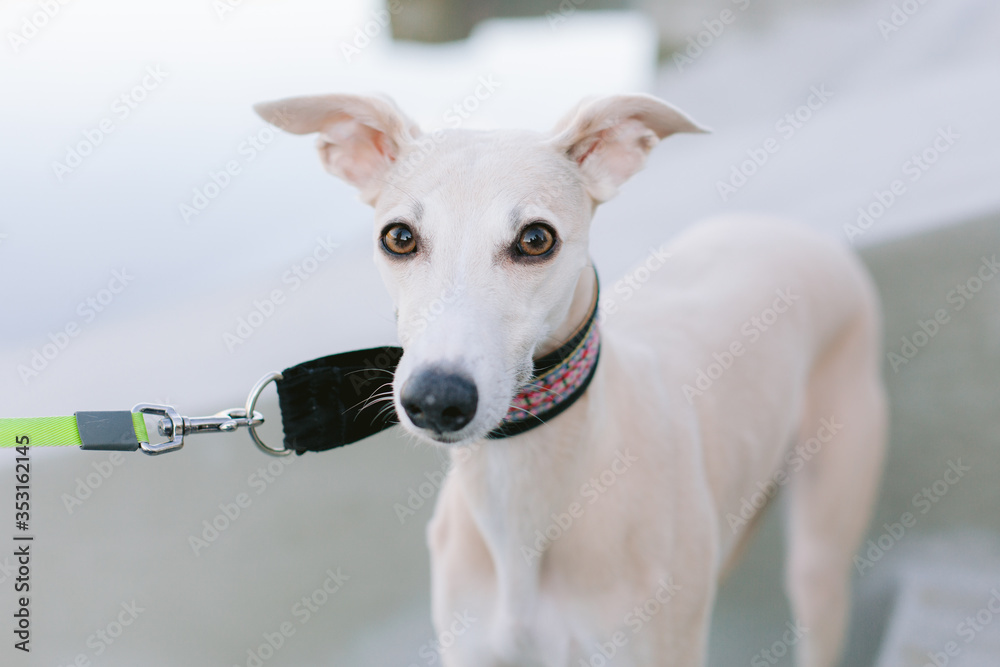 A dog of the whippet breed in a park. Cute dog
