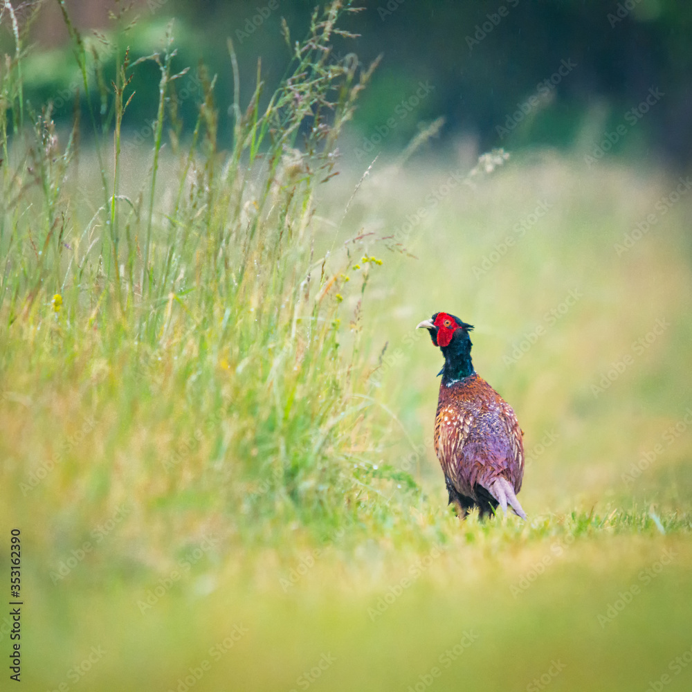 Fototapeta premium pheasant in a meadow in the morning