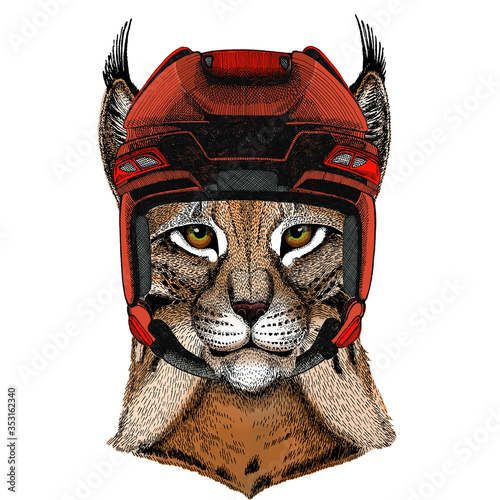 Lynx, bobcat, trot portrait. Head of wild cat. Animal face.