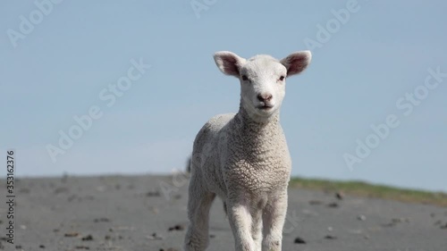 sheep lamb standing on the way and looking