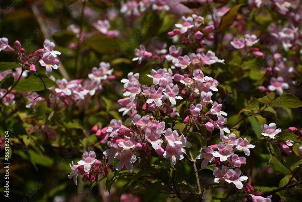 Branches with flowers of Linnaea amabilis, Kolkwitzia amabilis or beauty bush, in the garden.