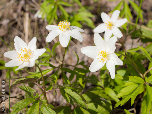 anemone in spring day