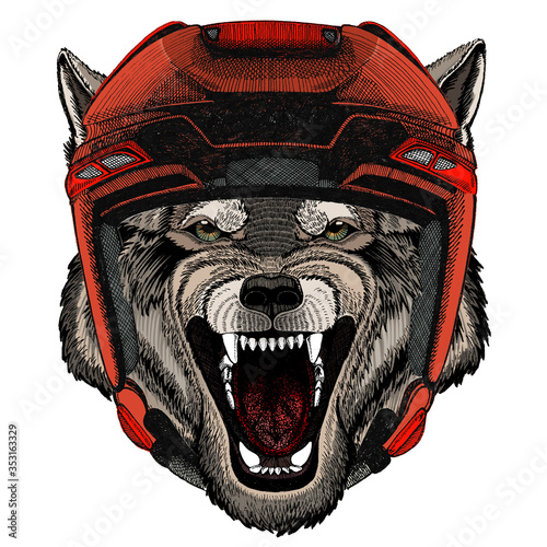 Wolf portrait. Head of wild animal.