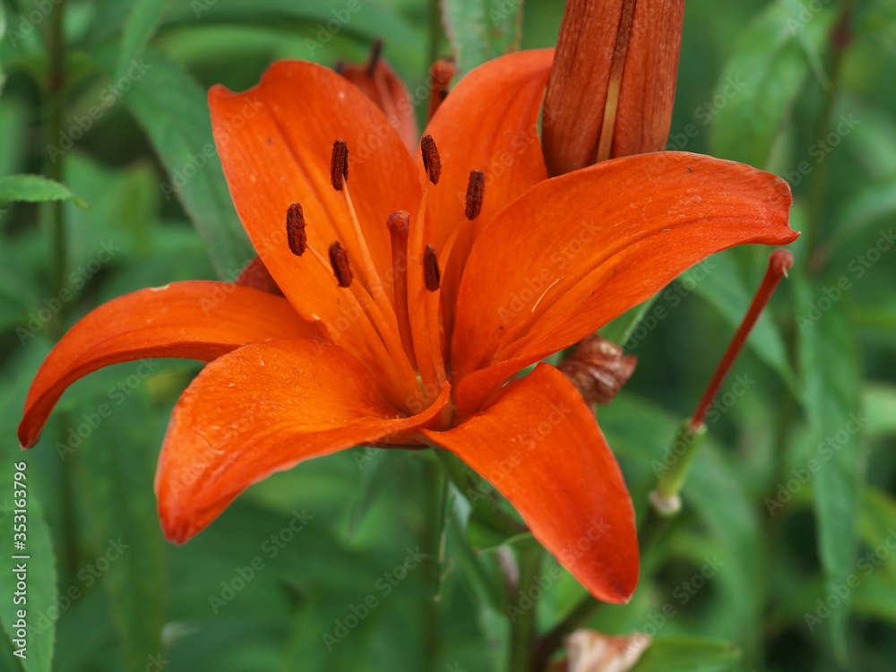 Closeup orange red yellow white Lily flowers in a garden bed, Macro shot, Pistil and stamen and bud and drop scent oil. Closeup orange red yellow white Lily flowers in a garden bed, Macro shot, Pistil and stamen and bud and drop scent oil.