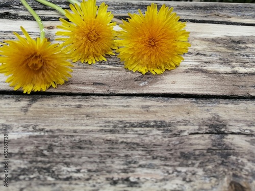 Fototapeta Naklejka Na Ścianę i Meble -  Yellow flowers on a wooden background.