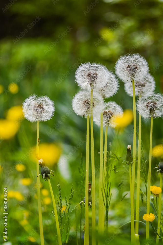 Beautiful group of dandelion flowers in a green springtime meadow close up background Beautiful group of dandelion flowers in a green springtime meadow close up background