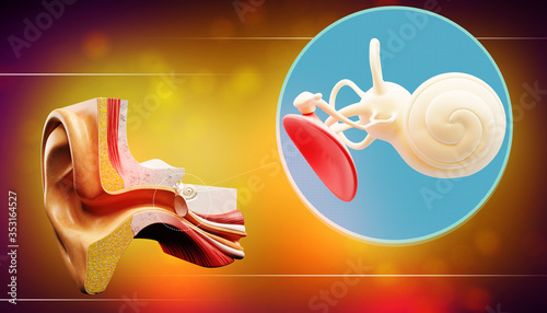 3d illustration of a inner ear structure

 photo