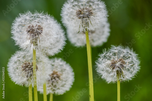 Beautiful group of dandelion flowers in a green springtime meadow close up background