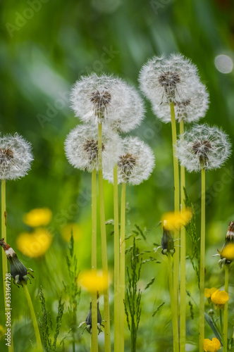 Beautiful group of dandelion flowers in a green springtime meadow close up background