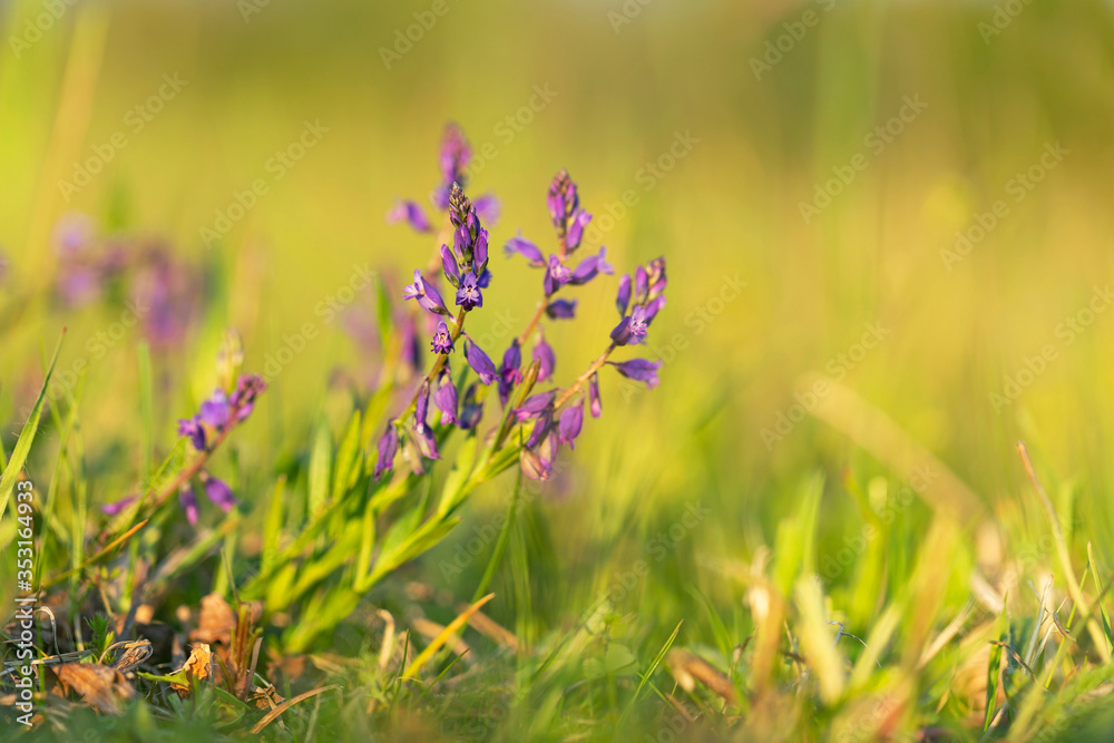 Polygala vulgaris, known as the common milkwort, is a herbaceous perennial plant of the family Polygalaceae. Polygala vulgaris, known as the common milkwort, is a herbaceous perennial plant of the family Polygalaceae.