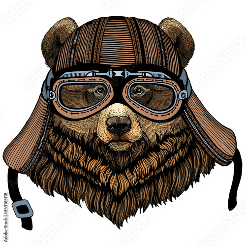 Grizzly bear. Portrait of wild animal. Motorcycle helmet.