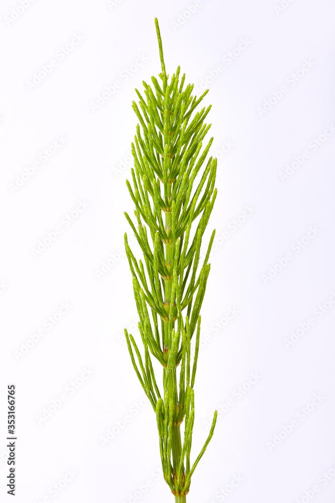 Young Horsetail plant (Equisetum) isolated on white background