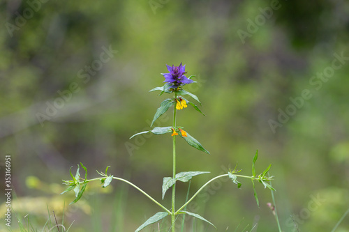 Melampyrum nemorosum is an herbaceous flowering plant in the family Orobanchaceae. Blue cowwheat or Melampyrum nemorosum close-up. photo