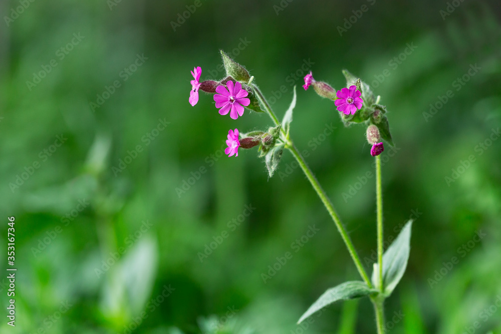 Silene dioica (syn. Melandrium rubrum), known as red campion and red  catchfly, is a herbaceous flowering plant in the family Caryophyllaceae. Red  campion (Silene dioica). Stock Photo | Adobe Stock