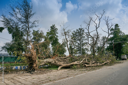 Shot at Kolkata  West Bengal  India - Super cyclone Amphan uprooted tree which fell and blocked pavement. The devastation has made many trees fall on ground.