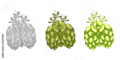 Green hops for brewing isolated on white background. Hand drawn hops herb.