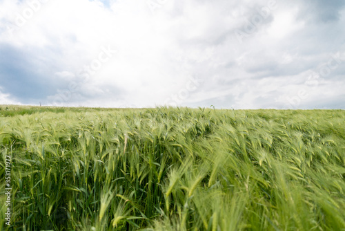 green wheat field on a cloudy spring day