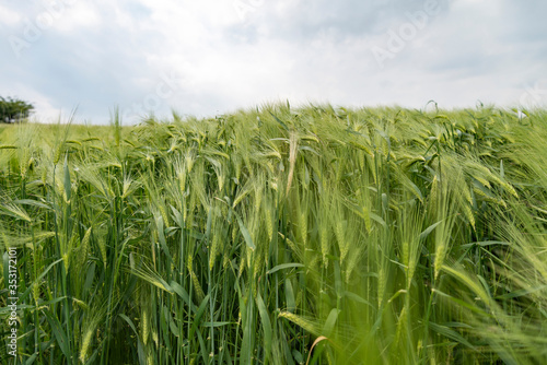 green wheat field on a cloudy spring day