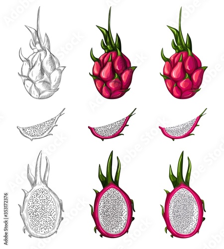 Sweet red dragon fruit isolated on white background. Whole, half and slice. Tropical fruits vector illustration. Engraving and cartoon styles. Design for restaurant menu, store, market, meal packing