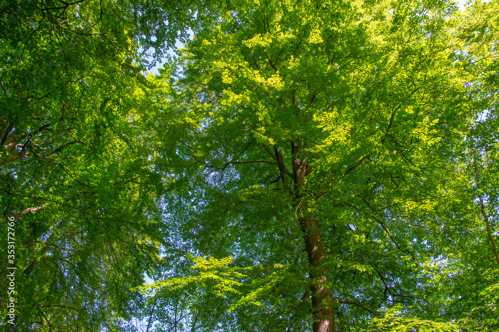 Trees in a forest in sunlight in a spring morning Trees in a forest in sunlight in a spring morning