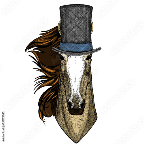 Horse, steed, courser. Portrait of wild animal. Cylinder hat.