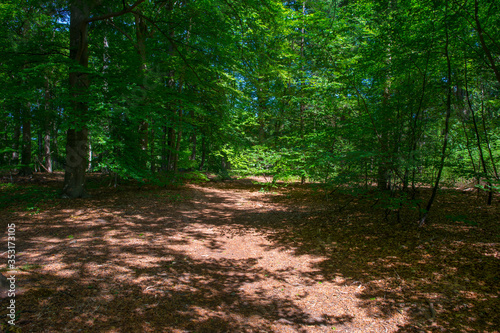 Trees in a forest in sunlight in a spring morning