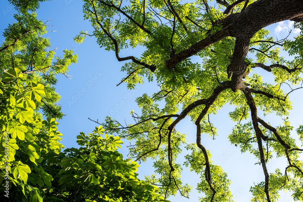 Obraz premium Green Forest From Below