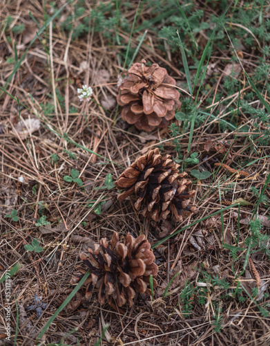 Three pine cones are lying on the ground