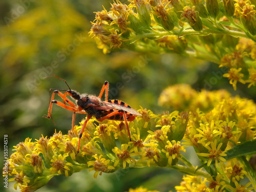 Rhynocoris iracundus is a species of assassin and thread-legged bugs on yellow flowers photo