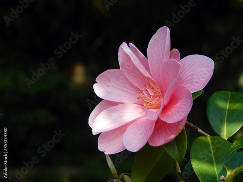 Macro close-up photograph of an open pink Japanese Camellia flower (Camellia japonica) in Spring, with shallow depth of field