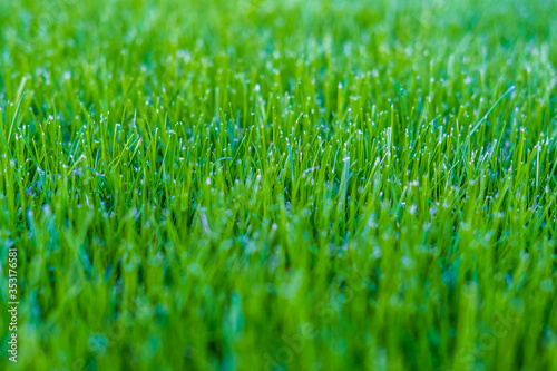 Juicy lush green grass on meadow with drops of water dew in morning light in spring summer outdoors close-up macro. Beautiful artistic image of purity and freshness of nature, copy space.